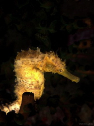 a yellow seahorse by Kf Leong 